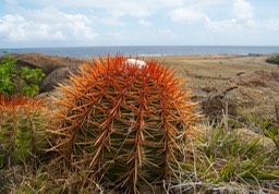 Cactus ArikokPark 0427 (1)