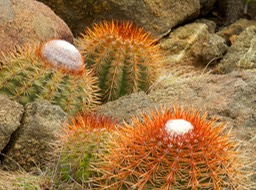 Cactus ArikokPark 0432