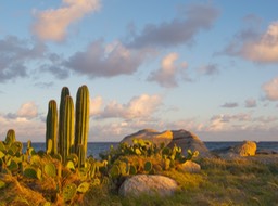 Cactus Aruba NECoast 0392