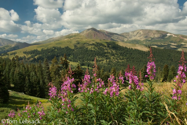 Chamerion angustifolium_4367