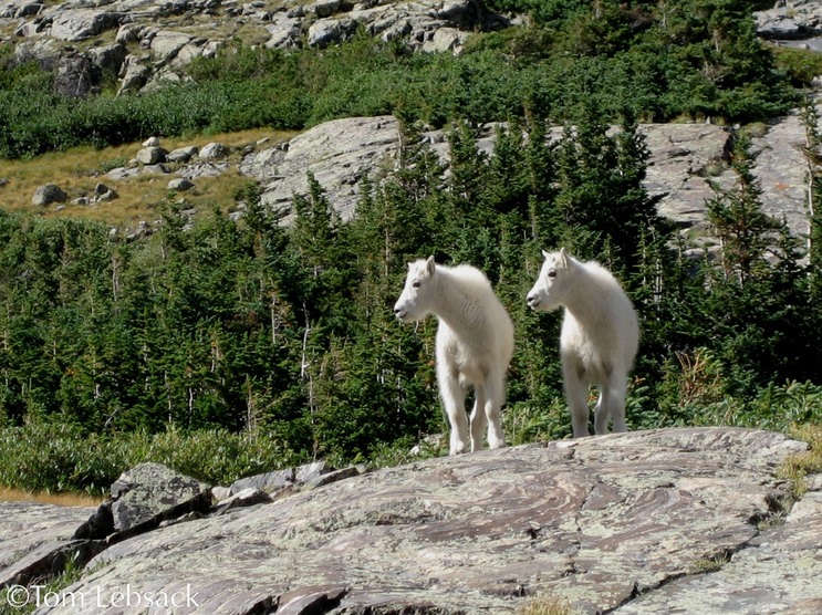 Goat Kids