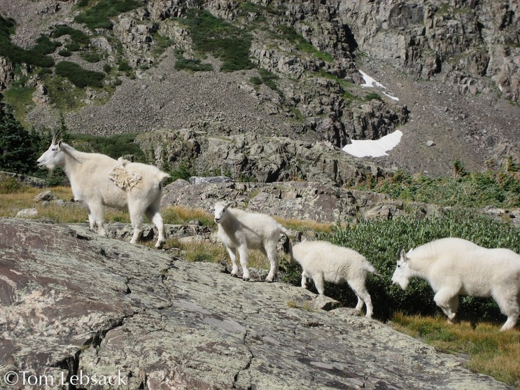 Goat Kids