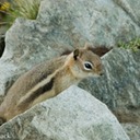 RadicalHill_Chipmunk_3378