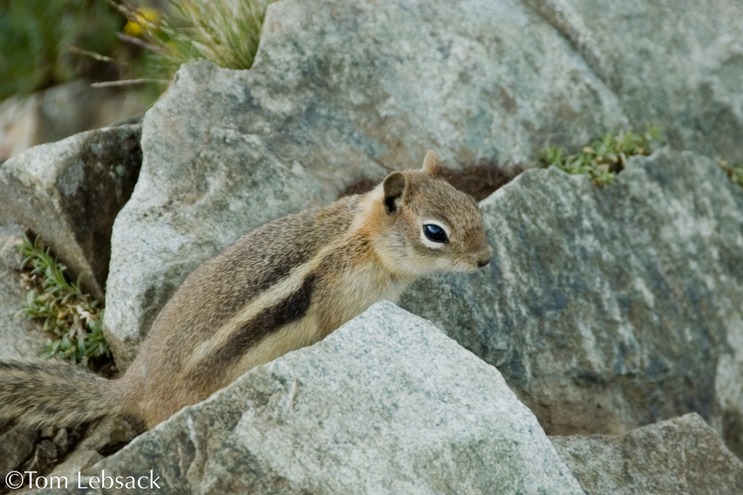 RadicalHill_Chipmunk_3378