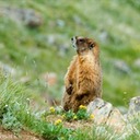 RadicalHill_Marmot_3383