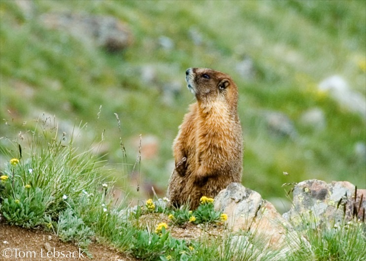 RadicalHill_Marmot_3383