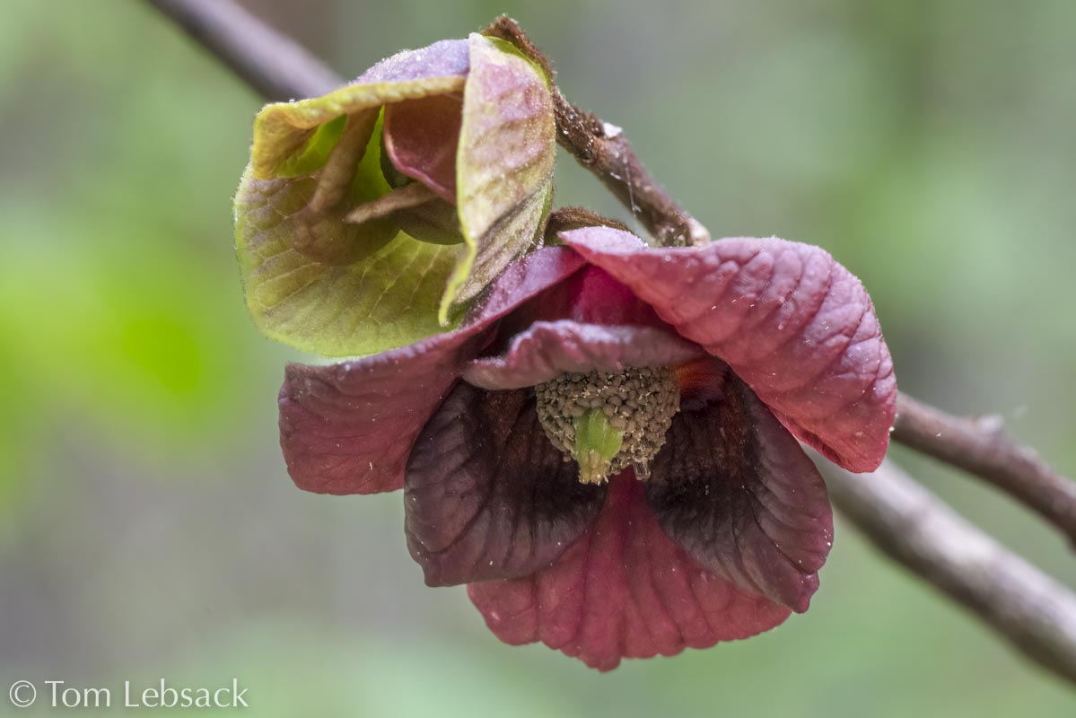 D81_3194 Edit-2-DeNoiseAI-2