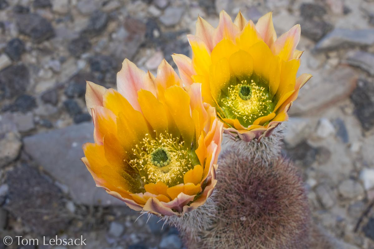 D81_7492 Edit-2-Edit