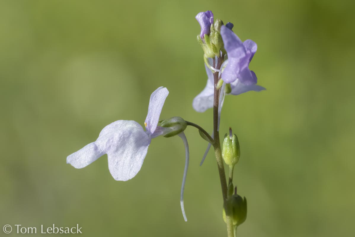 D81_7492 Edit-2-Edit