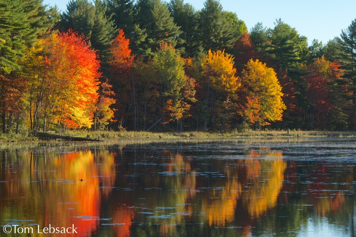 Foster'sPond_2011