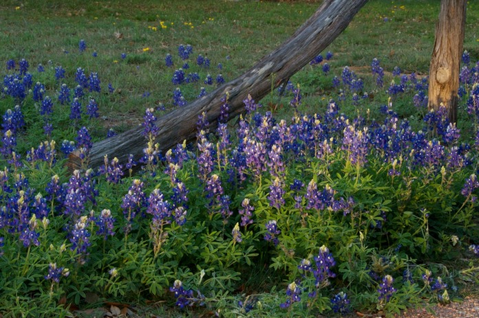 Lupinus texensis 2432