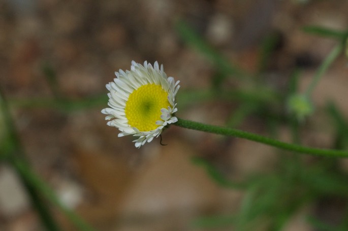 Erigeron modestus 2577