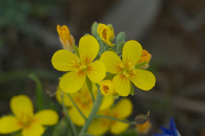 Lesquerella gracilis 2518