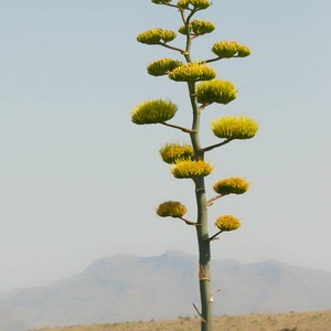 Agave havardiana_9841