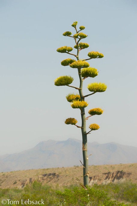 Agave havardiana_9841