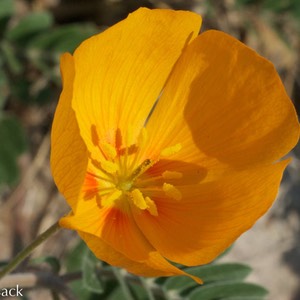 Kallstroemia parviflora_0216