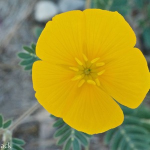 Kallstroemia parviflora_0239 (2)