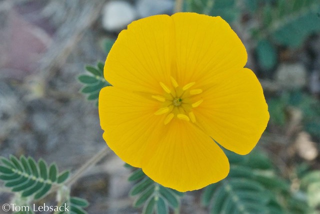 Kallstroemia parviflora_0239 (2)