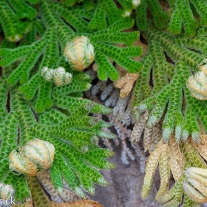 Selaginella lepidophylla_8213