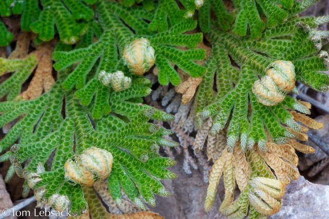 Selaginella lepidophylla_8213