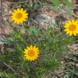 Thymophylla pentachaeta_1503