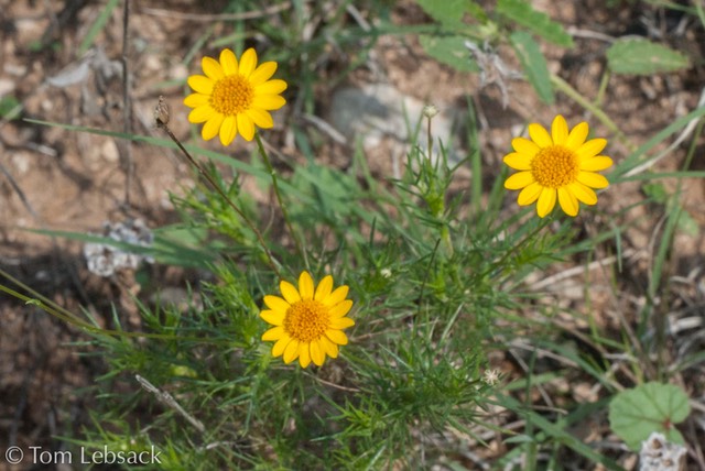 Thymophylla pentachaeta_1503