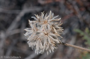 _DSC0593