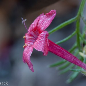 _DSC2180-Edit