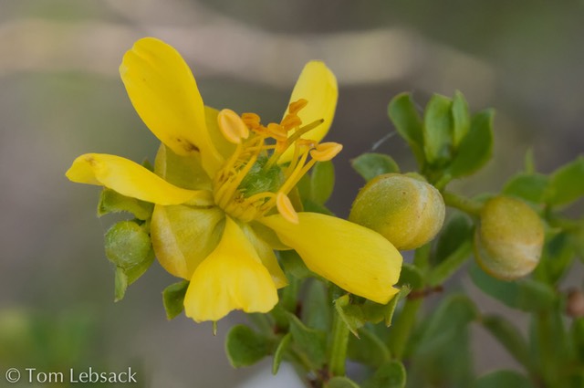 _DSC3690-Edit-2