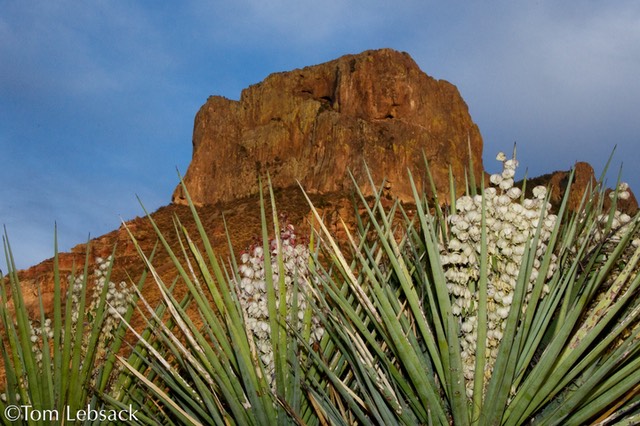 _PIC3529 (1)
