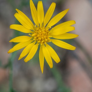 D81_2263