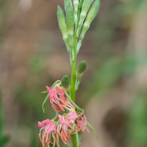 D81_4695