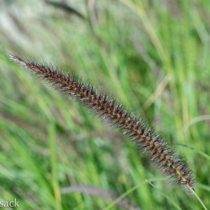 D81_5152