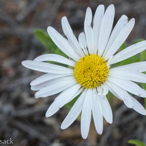 Ambrosia monogyra [Asteraceae]