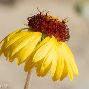 D81_5752