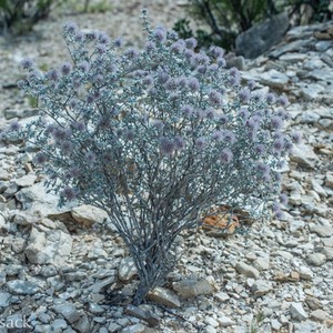 D81_5946