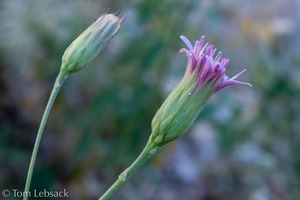 D81_7556-Edit