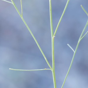 D81_7933-Edit