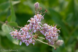 D82_1085-Edit