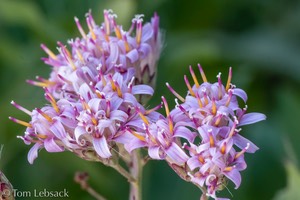 D82_1096-Edit