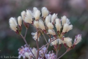 D82_1100-Edit