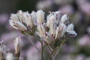 D82_1106-Edit