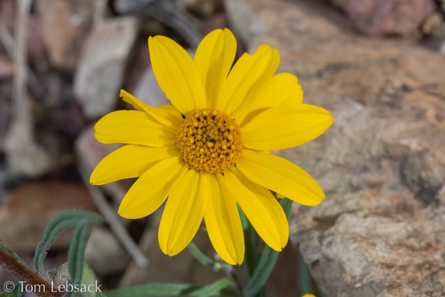 D82_1183-Edit