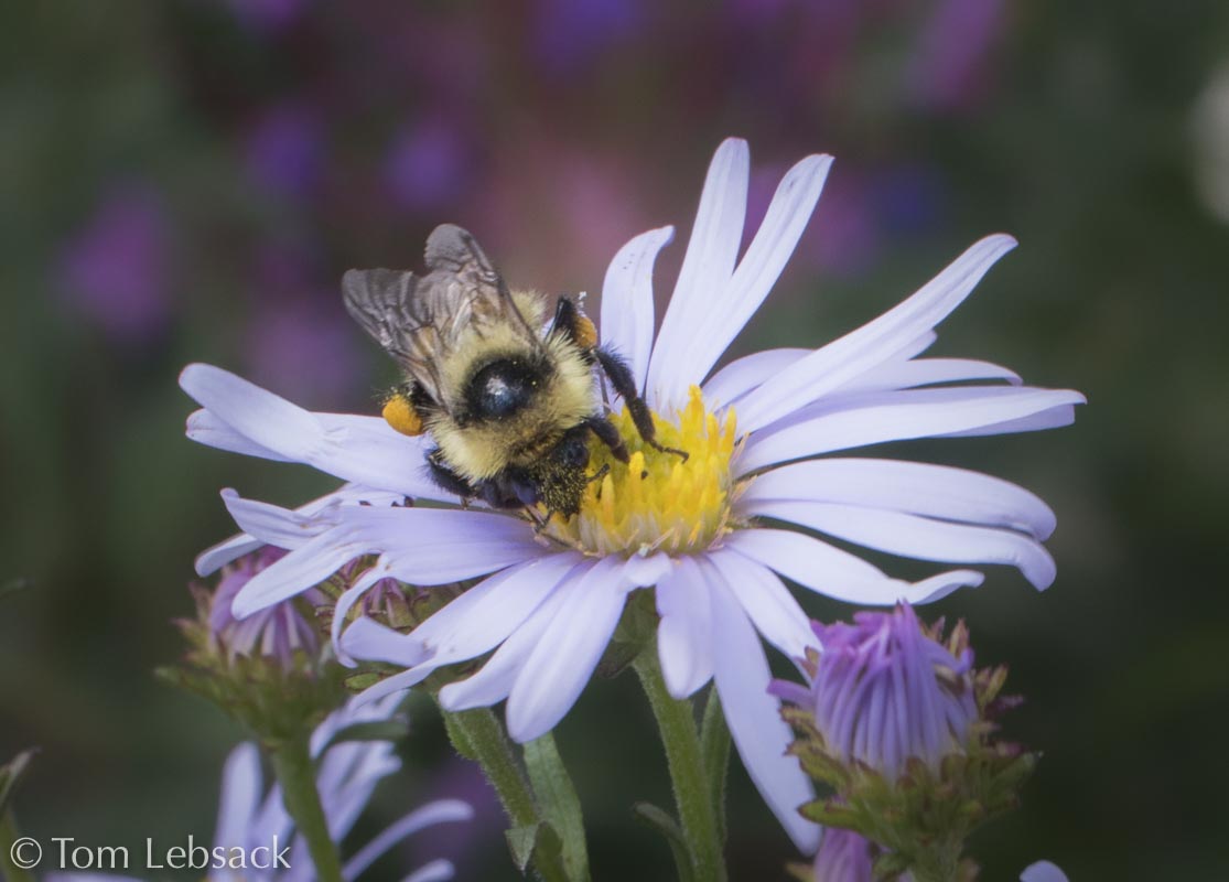 D81_7492 Edit-2-Edit