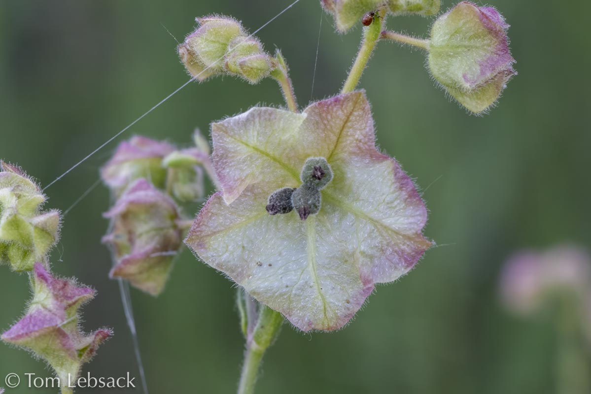 2020 11-13%2007-23-26%20%28B,Radius8,Smoothing4%2914-2-Edit