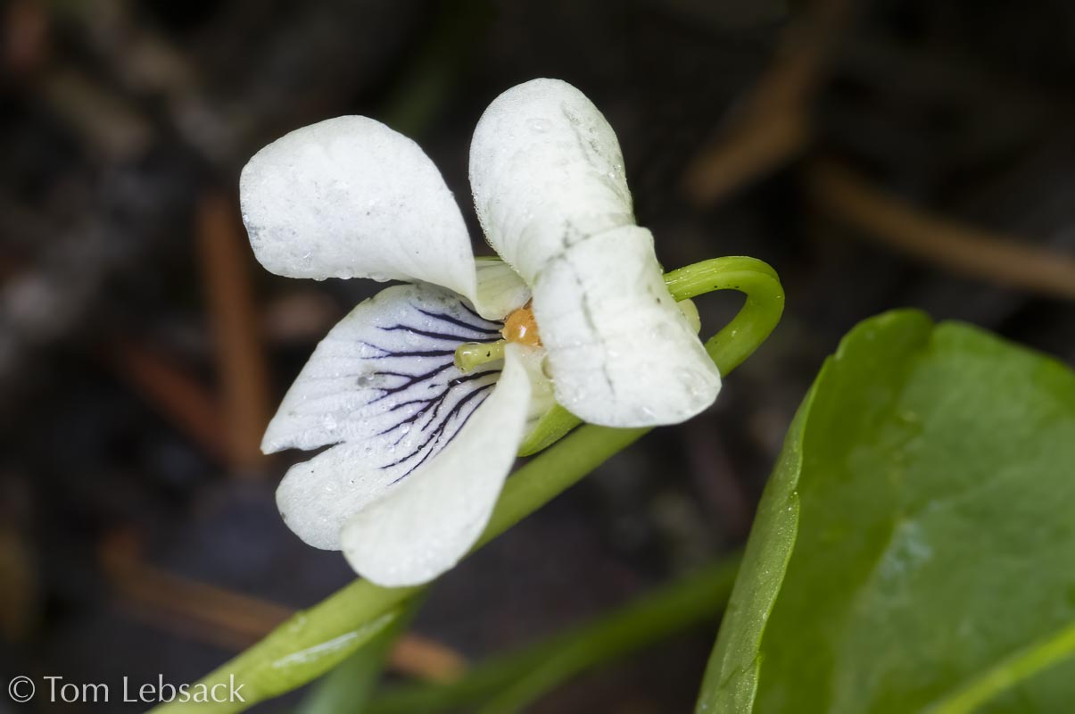 2020 11-13%2007-23-26%20%28B,Radius8,Smoothing4%2914-2-Edit