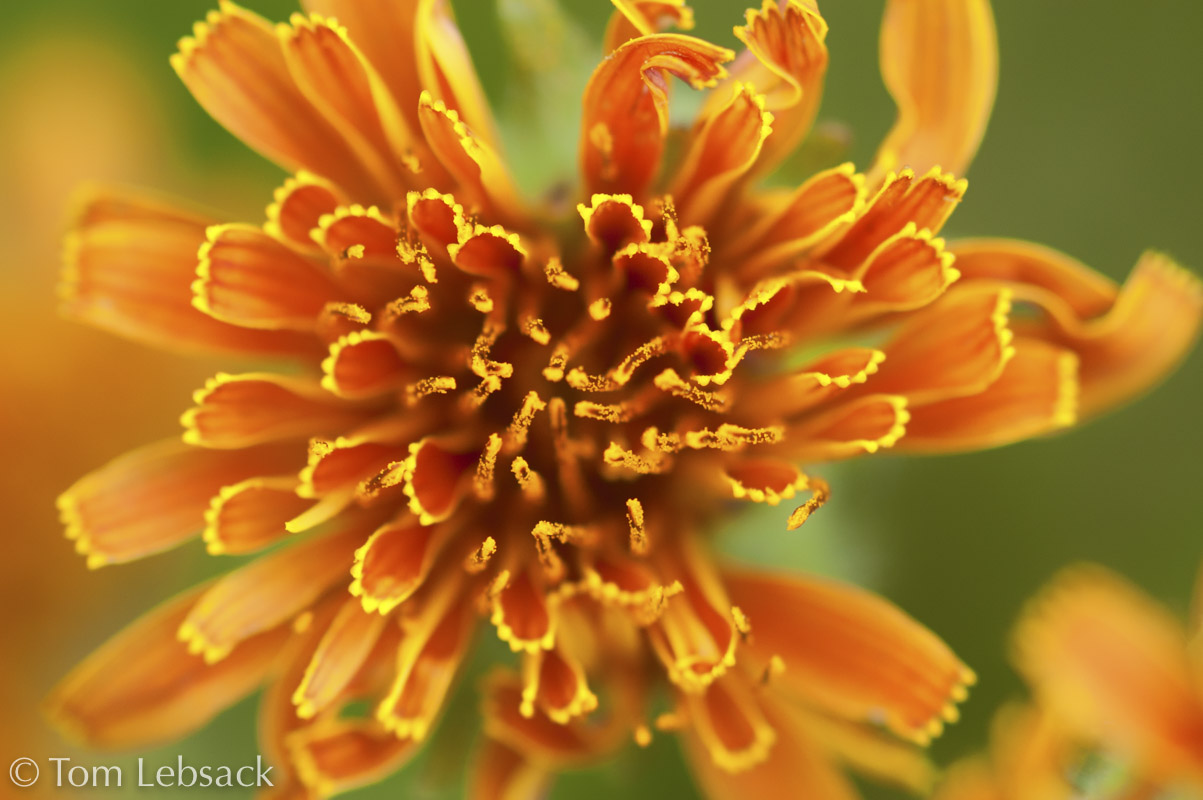 D81_7492 Edit-2-Edit