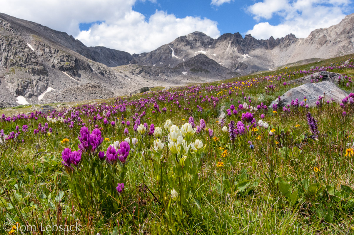 2017 05-16%2016-47-14%20%28A,Radius8,Smoothing4%299-2