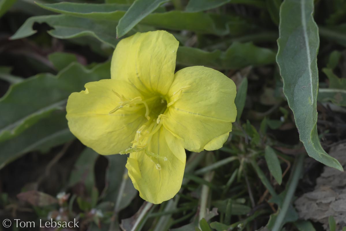 2020 11-13%2007-23-26%20%28B,Radius8,Smoothing4%2914-2-Edit