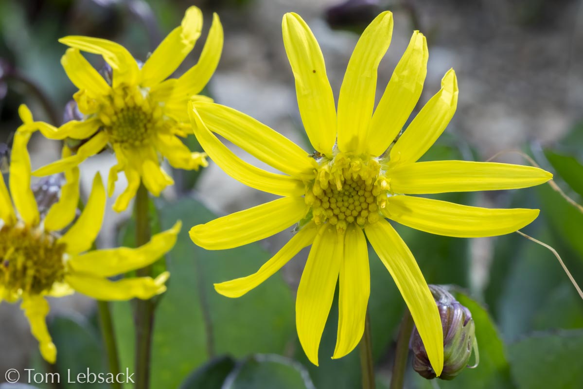 2020 11-13%2007-23-26%20%28B,Radius8,Smoothing4%2914-2-Edit